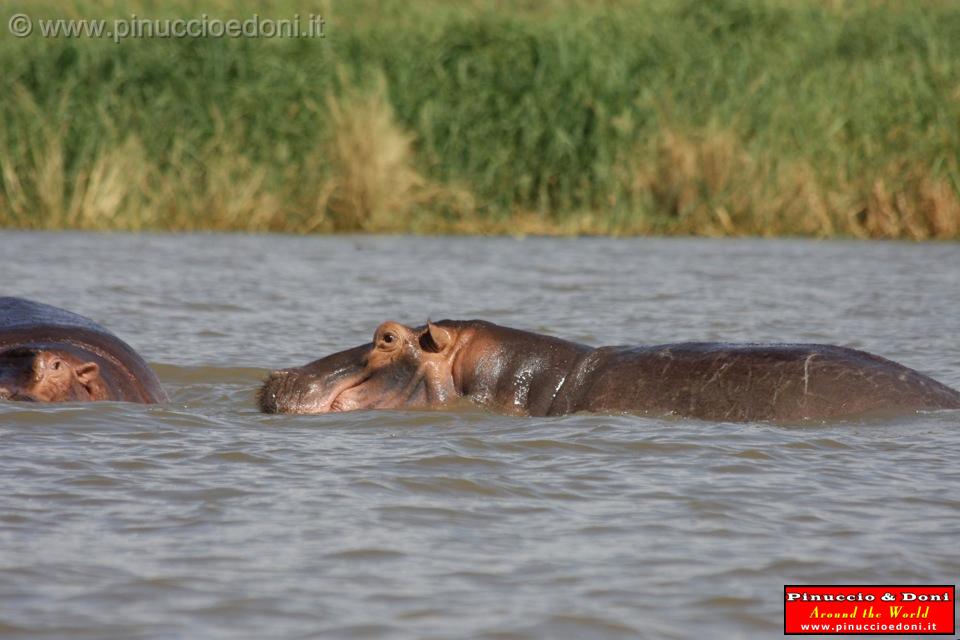 Ethiopia - Lago Chamo - Ippopotami - Hippos - 19.jpg